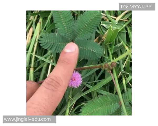植物与足球明星的奇妙结合外号探秘