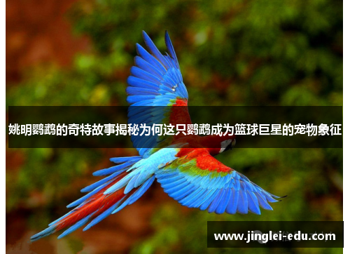 姚明鹦鹉的奇特故事揭秘为何这只鹦鹉成为篮球巨星的宠物象征